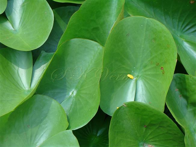 Leaves